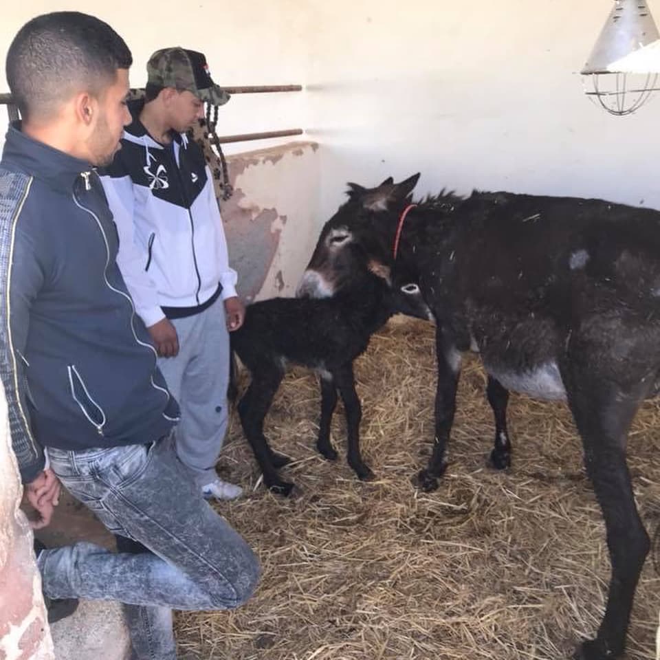Ayoub and Mohamed kneeling in the straw beside Julie and her newborn foal on the morning Aurora was born