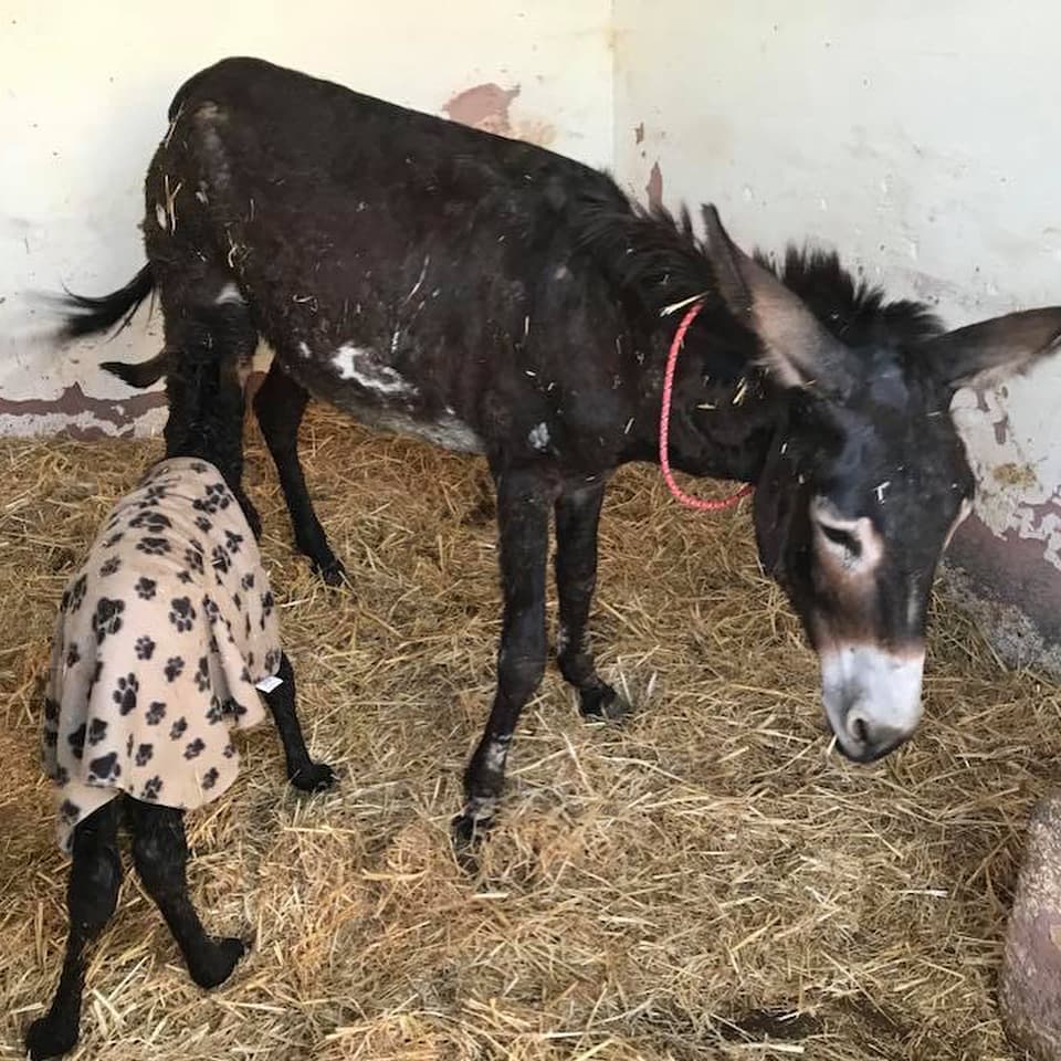 Aurora as a newborn foal in a fleece rug, standing in deep straw beside her mother Julie