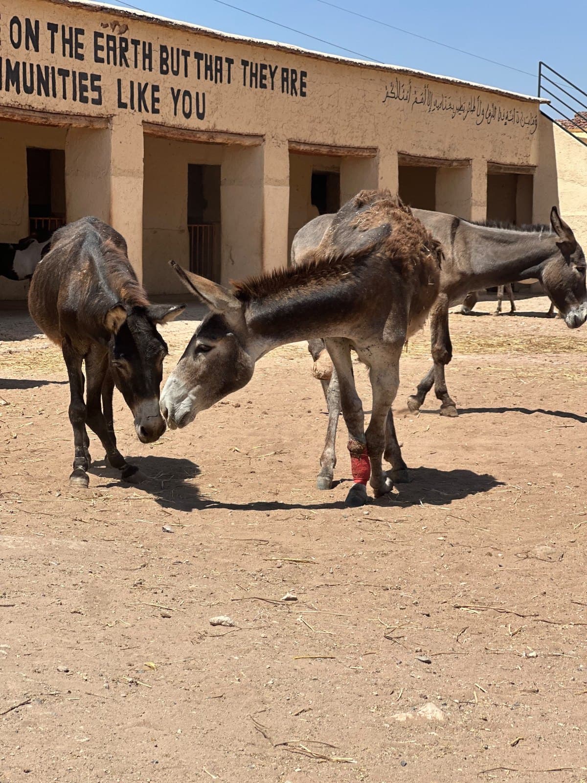 Bruce standing in the yard with another donkey leaning in towards him, heads together