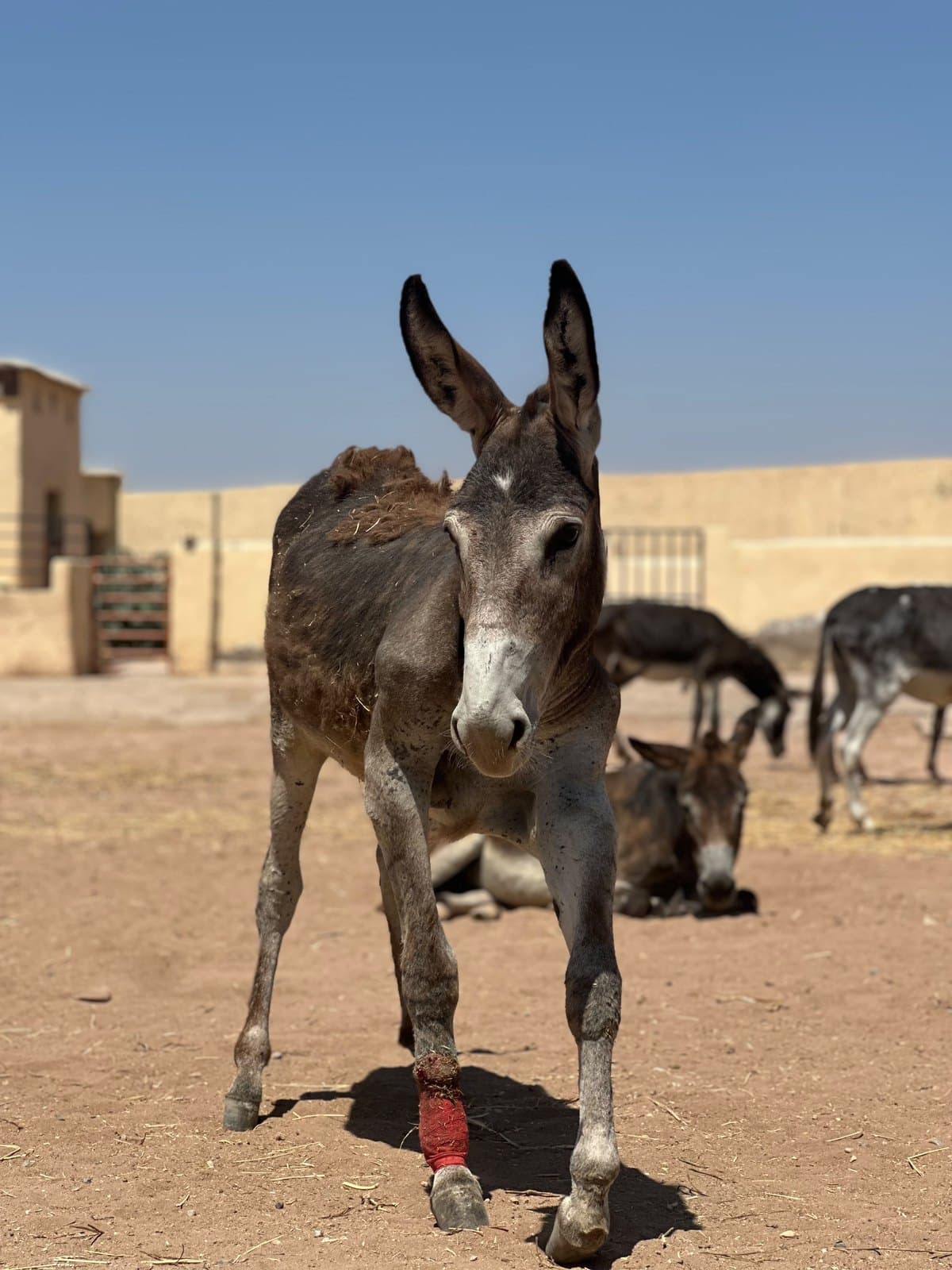 Bruce, a thin donkey with a shaggy chocolate-brown coat and a pale grey muzzle, walking towards the camera in the yard with a red dressing on one foreleg