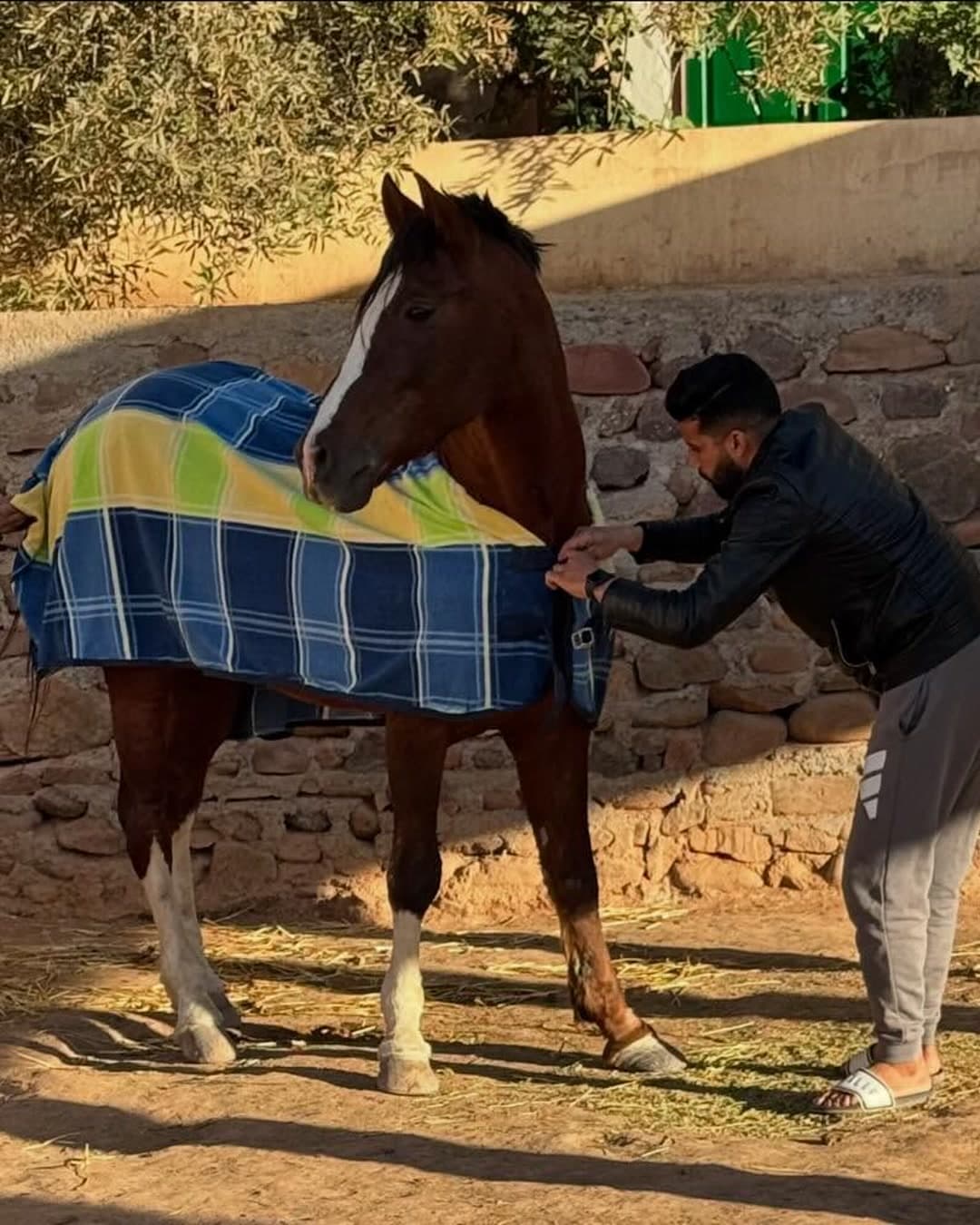Gladiator, a bay horse with a broad white blaze, standing quietly in the evening light while one of the team puts a rug on him
