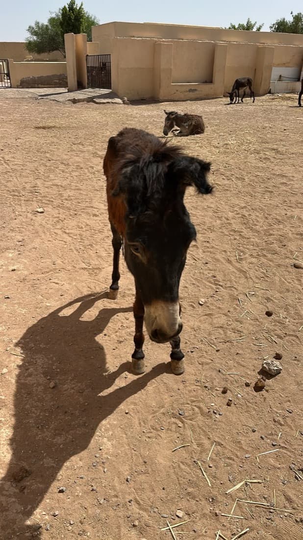 Hero, a dark donkey, walking across the sandy yard at Jarjeer towards the camera