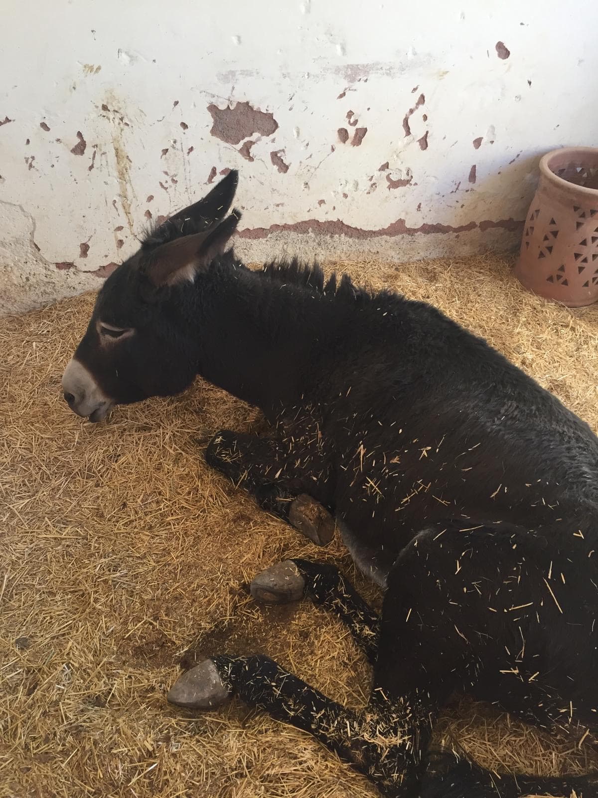 Julie lying in deep straw in her stable during the months she was unable to stand, 2017