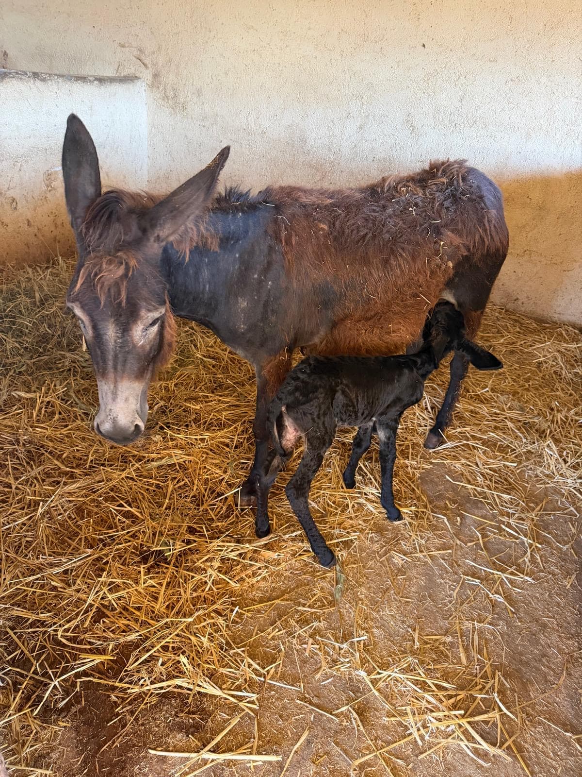 Sunny, a black newborn foal with a white muzzle, feeding from her mother Hope in a straw-bedded stable