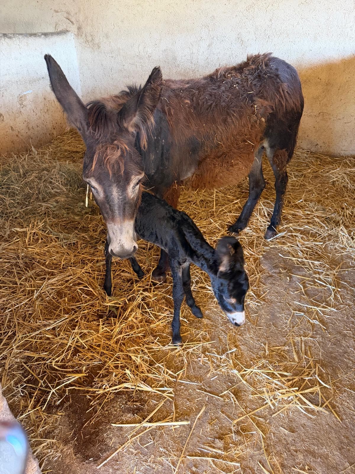 Hope, a dark donkey with a shaggy rust-brown coat, standing in a straw-bedded stable with her newborn foal Sunny beside her