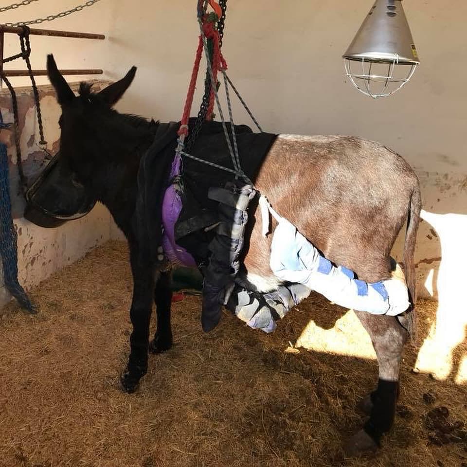 Julie suspended in a canvas hoist slung from the stable ceiling, with padded leg wraps and an infrared lamp above her