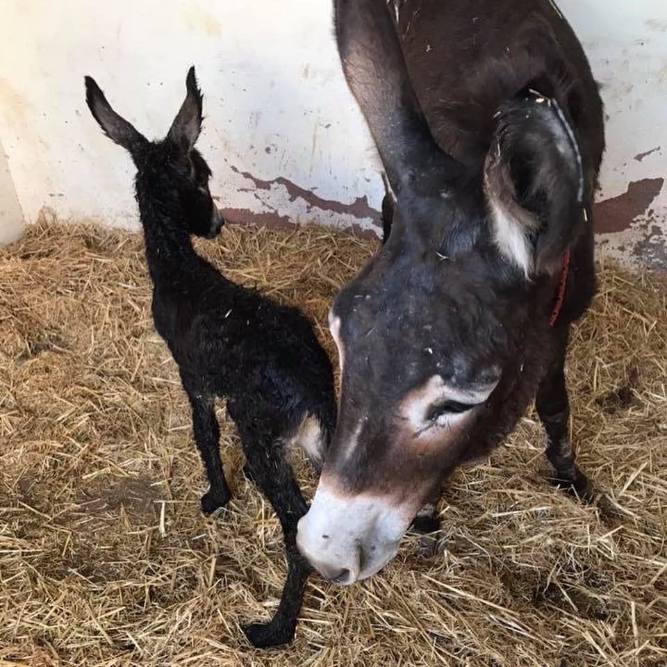Julie, a dark donkey, standing in her stable with her head lowered to her newborn black foal Aurora