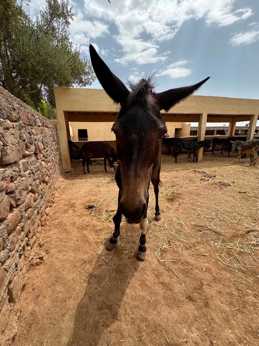 Lucky, a dark bay mule with a bandaged knee, standing in the hospital paddock at Jarjeer with her ears up and other animals behind her