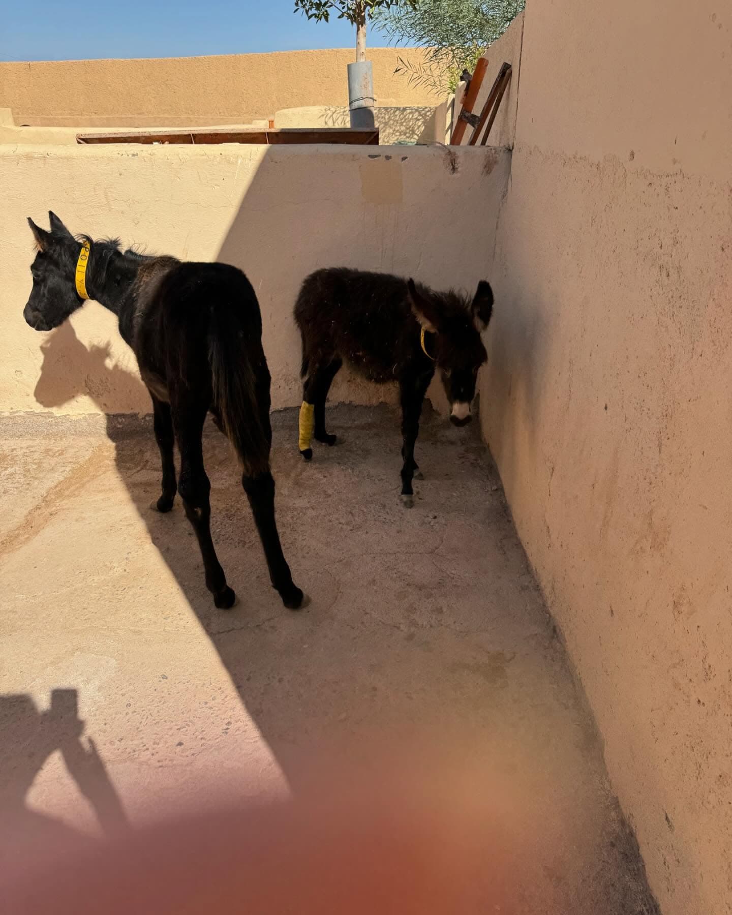 PeeWee as a foal with her front leg still bandaged, standing in a small yard beside Polly