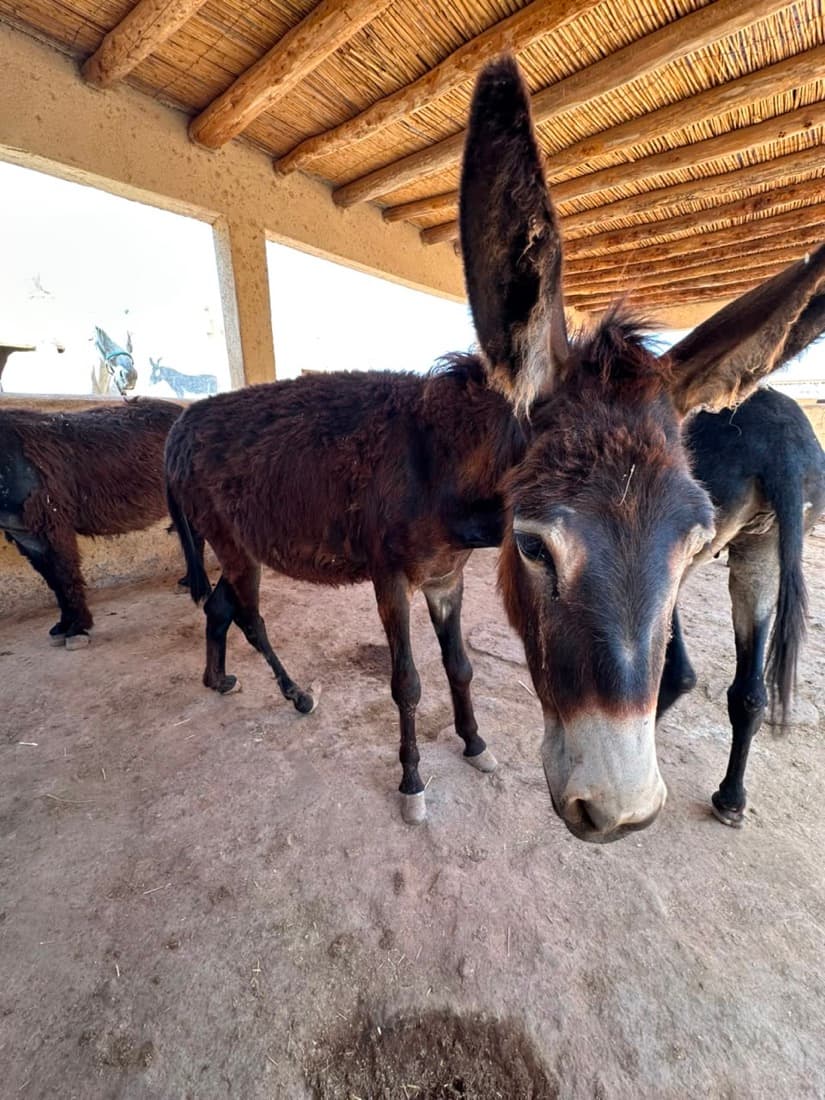 PeeWee, a brown donkey with a pale grey muzzle and long ears, standing under the shelter at Jarjeer