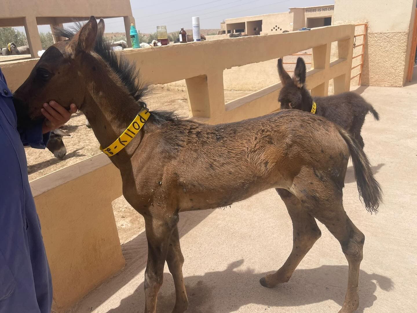Polly as a foal the day after she arrived at Jarjeer, desperately thin, every rib showing, being steadied by one of the team