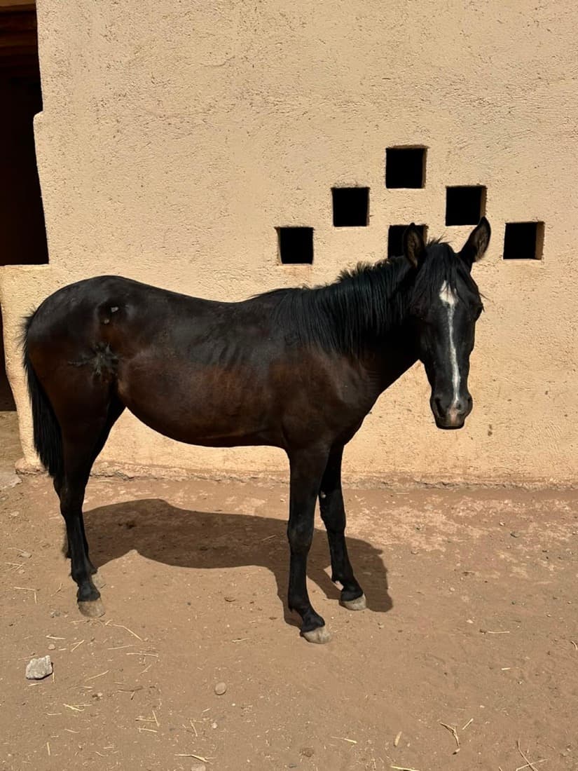 Polly, a dark bay horse with a white stripe down her face, standing side-on against a mud-brick wall at Jarjeer