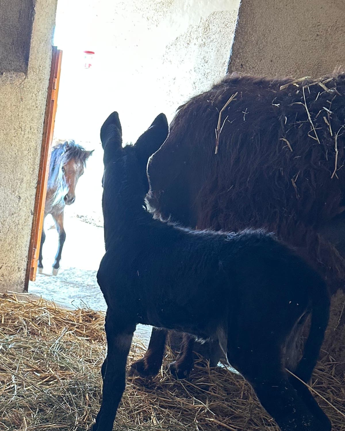 Sunny on her second day, standing beside Hope and looking out through the stable doorway at a pony in the sunlight