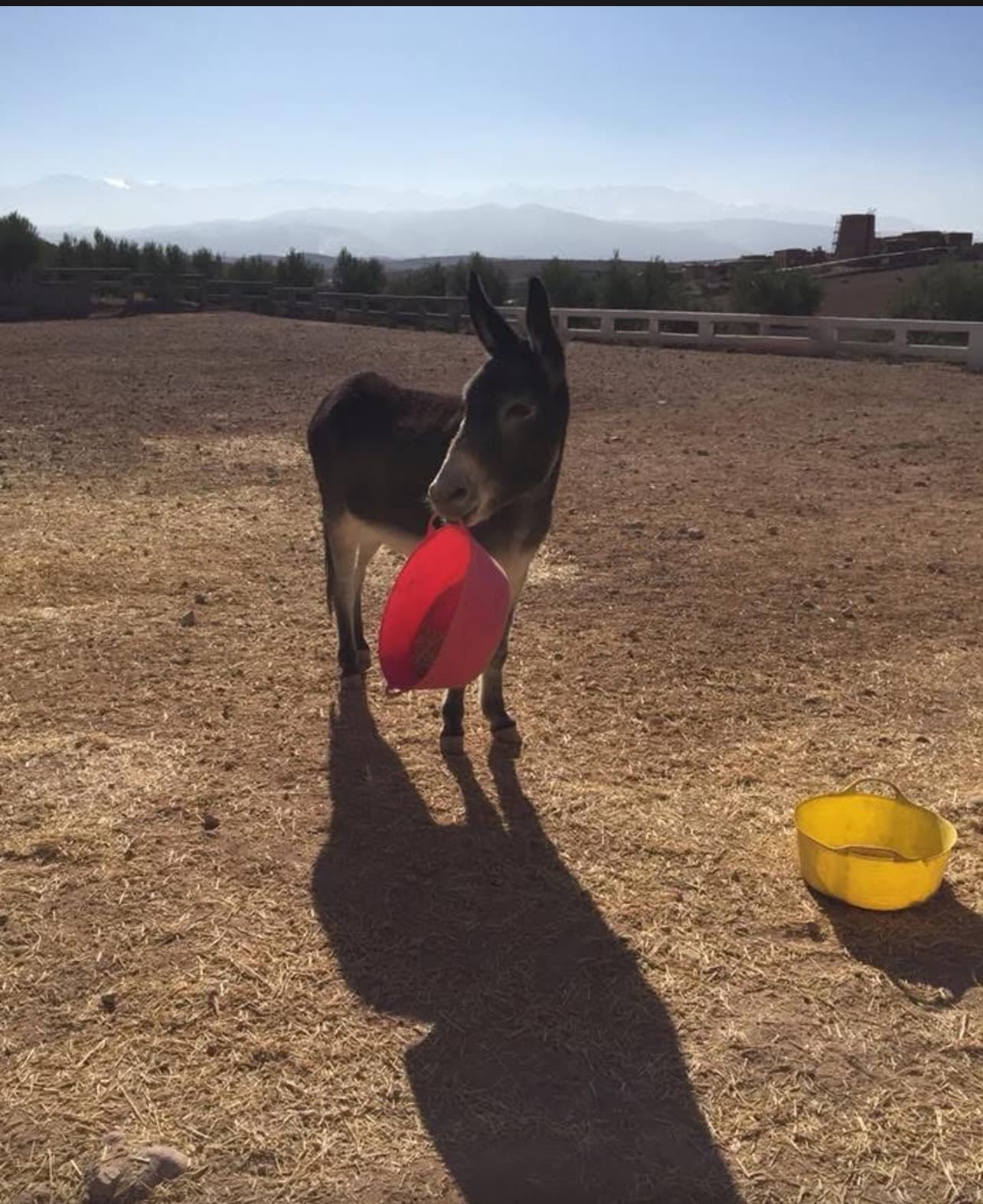 Tommy standing alone in the paddock holding a red feed bucket in his mouth, the Atlas mountains behind him