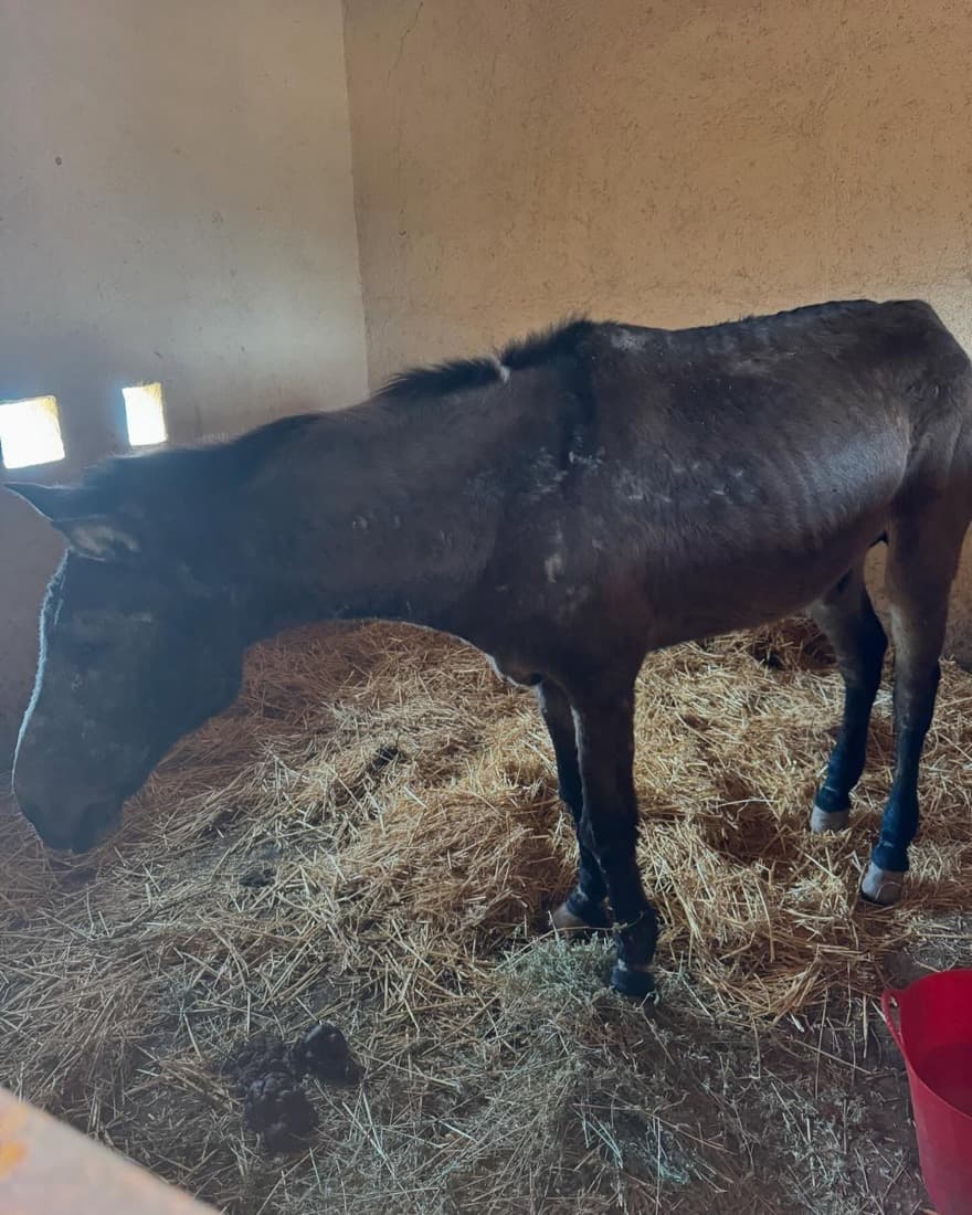 Trigger not long after he arrived at Jarjeer, thin, standing in a straw-bedded stable