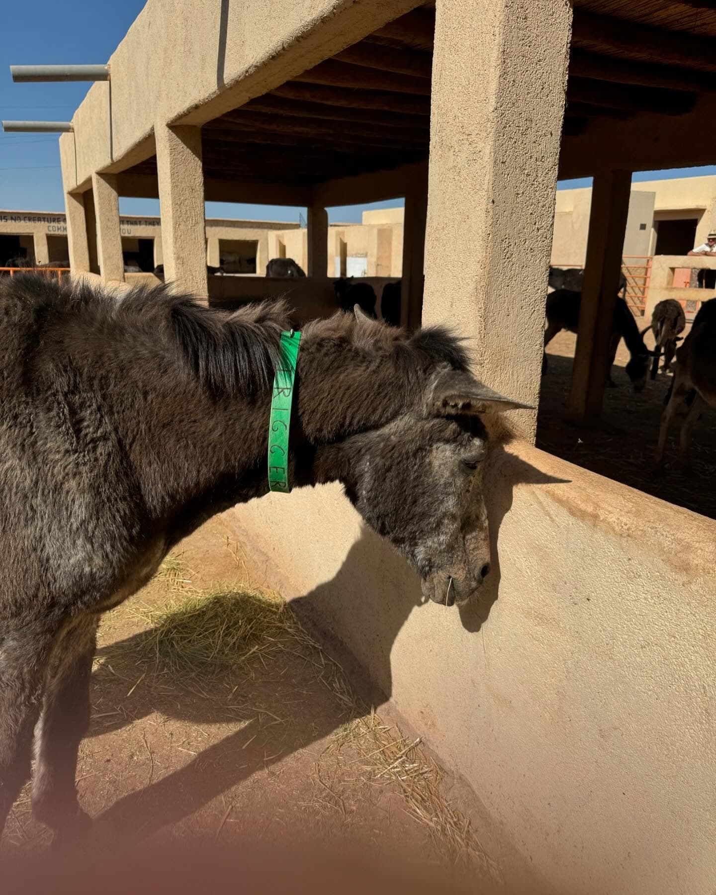 Trigger, a grey-muzzled mule, resting his head on a low wall in the shade at Jarjeer