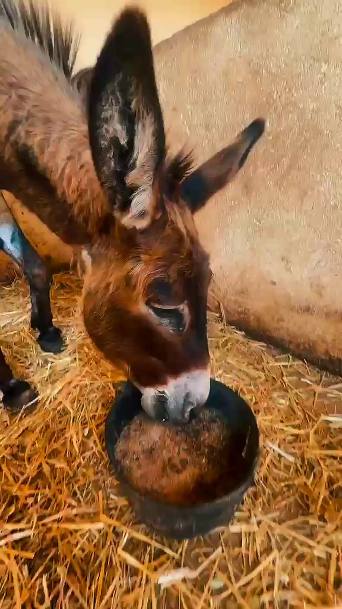 Venus, a brown donkey, standing in deep straw at Jarjeer with her head down in a feed bowl