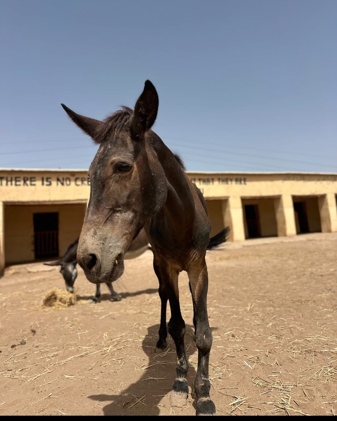 Lucky the mule at the Jarjeer refuge, three weeks after her rescue