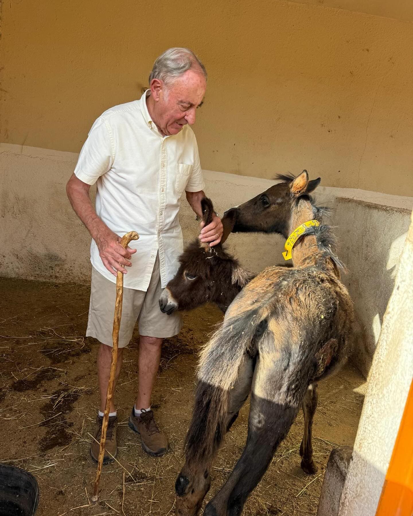 Charles, one of Jarjeer's founders, standing in a stable with a walking stick and greeting two orphaned foals