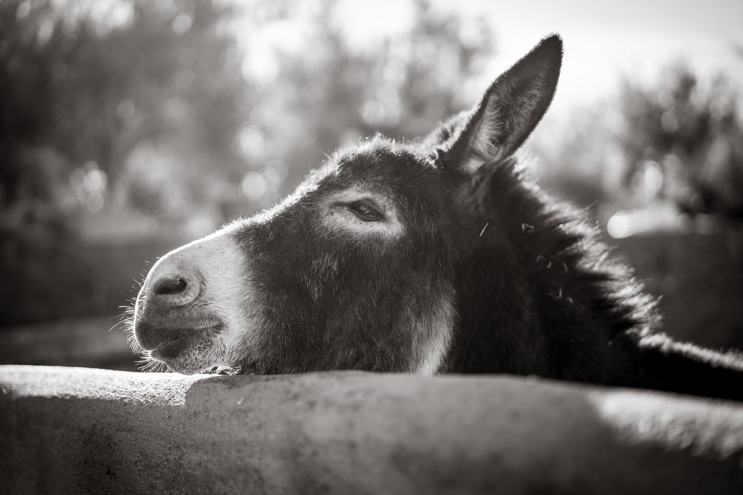 A close-up portrait of a donkey resting its chin on a wall