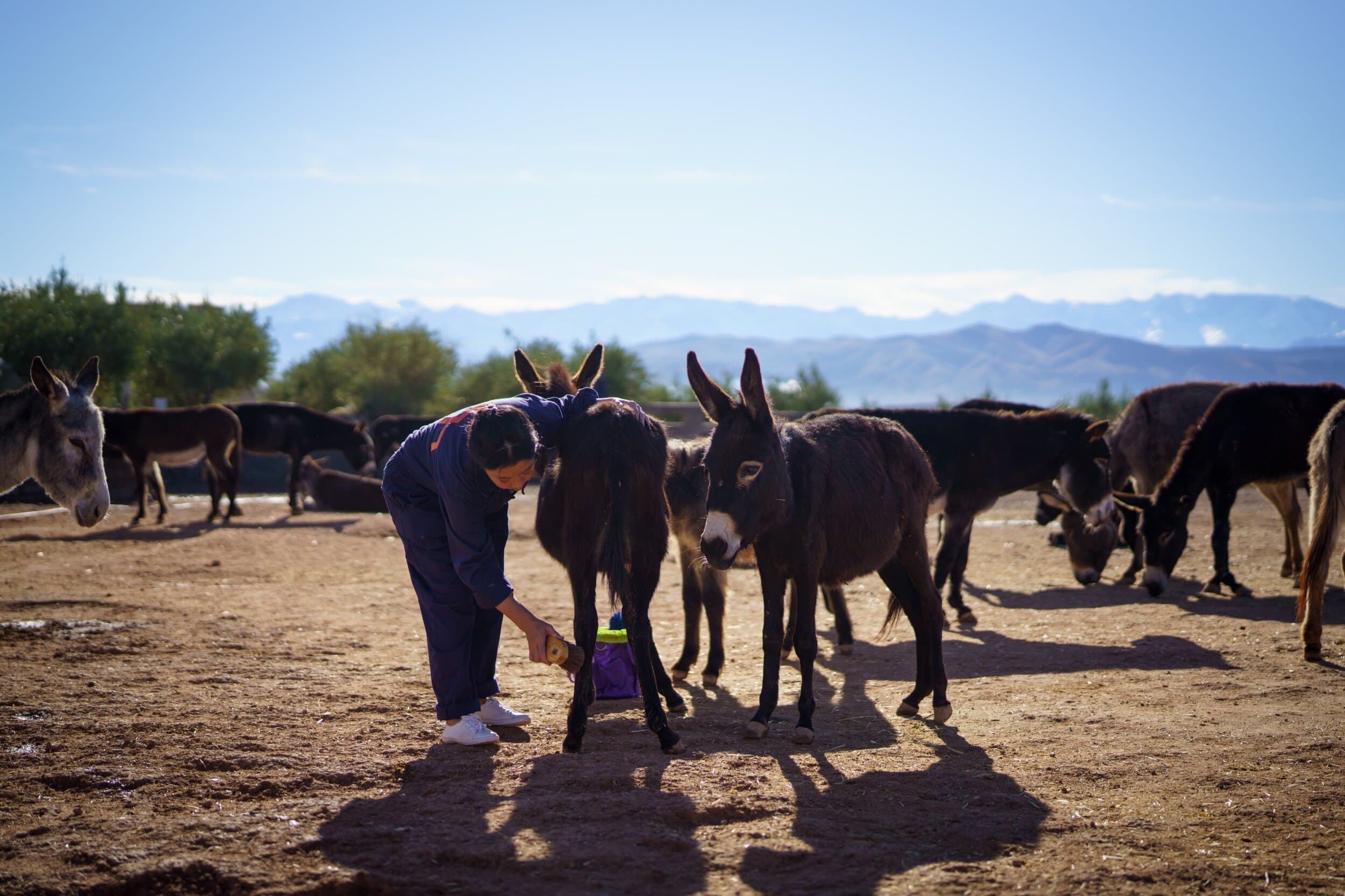 A carer grooming a donkey with the herd and mountains behind