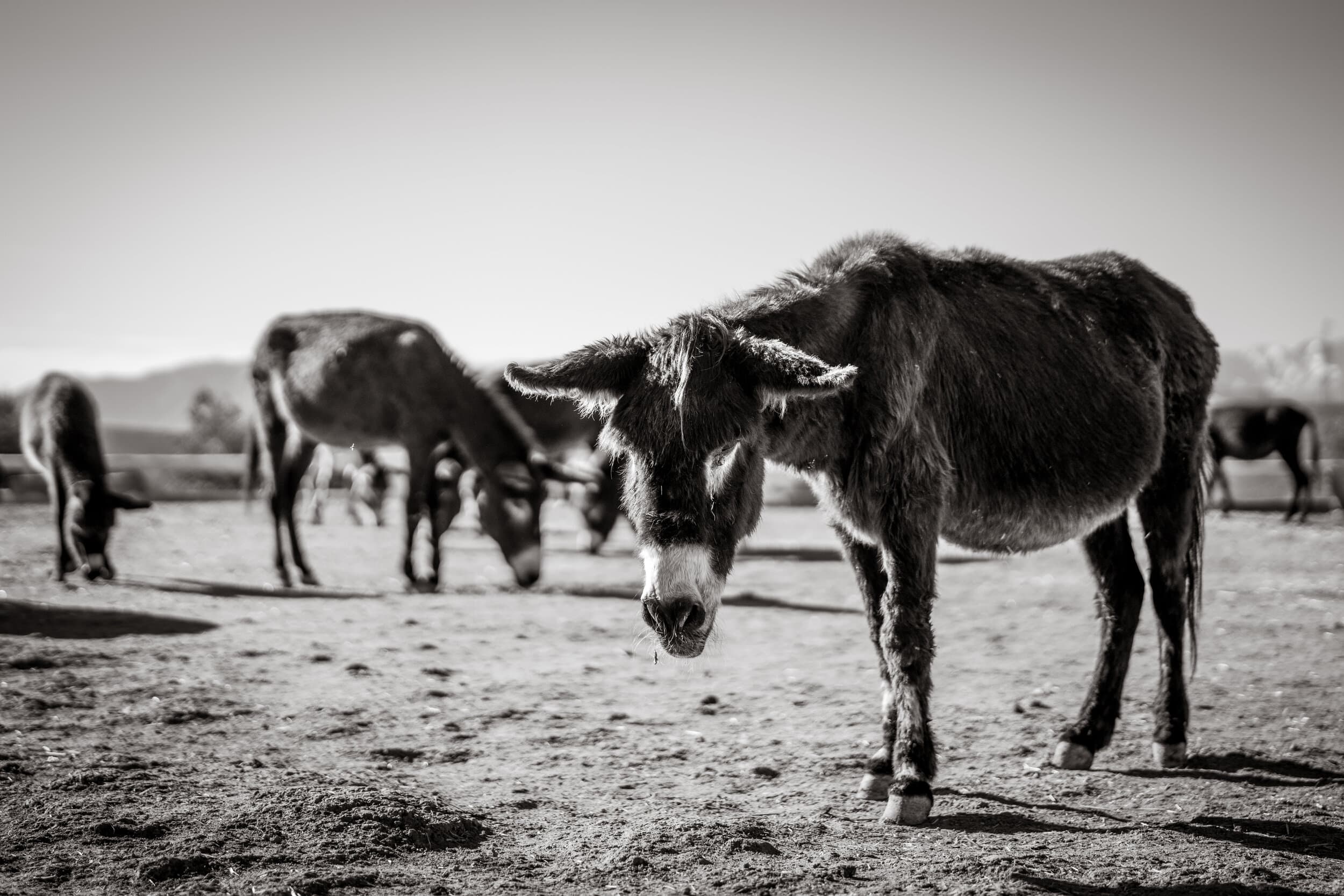 A herd of donkeys grazing, one looking directly at the camera