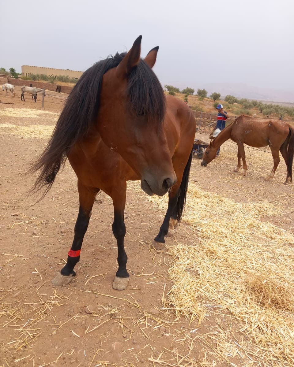 Hardy, a bay horse with a long dark mane, dropping his head towards the camera in the yard at Jarjeer, red leg band on