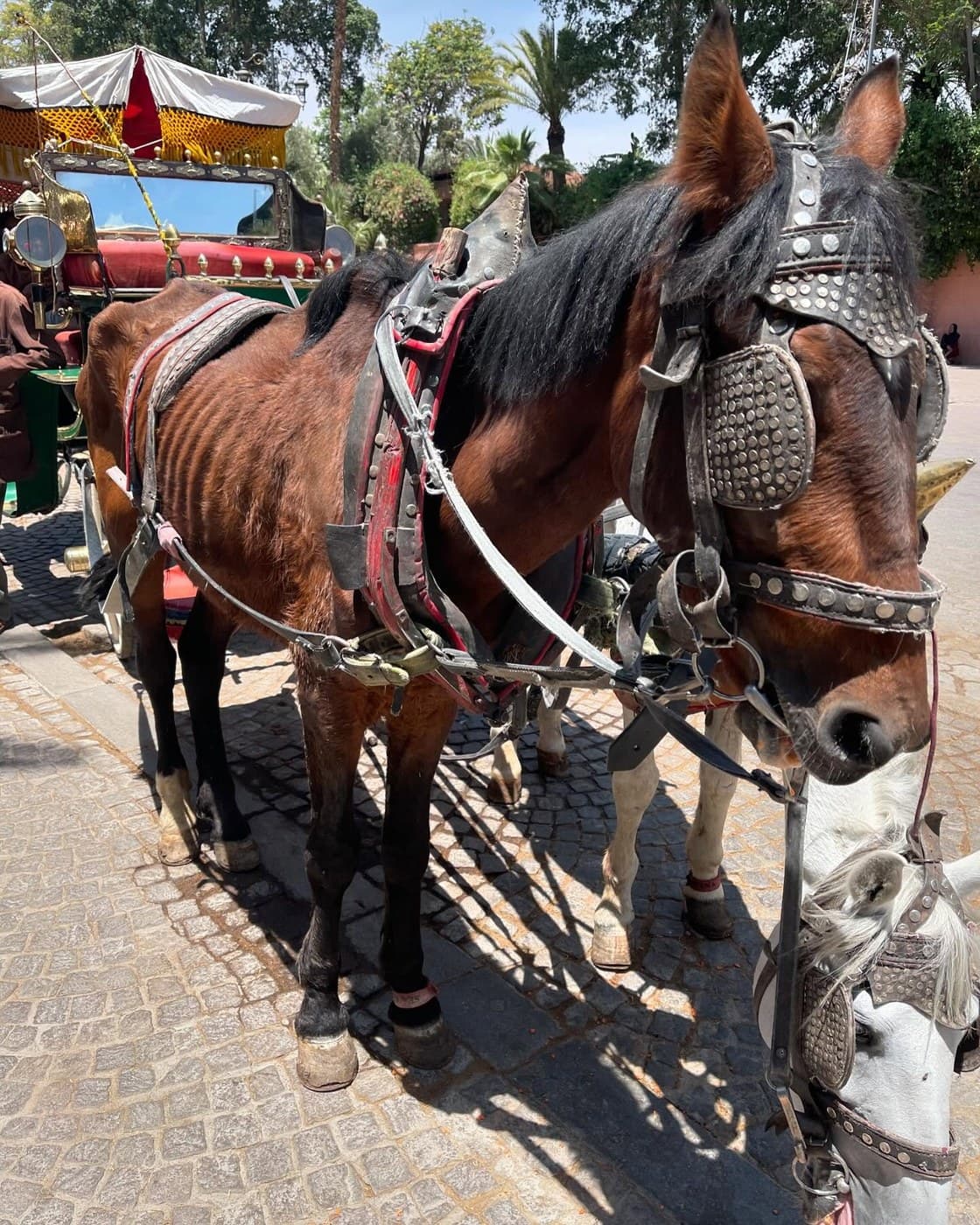 Hardy in full caleche harness in the square in Marrakech on the day he was bought, ribs visible, with Laurel harnessed beside him