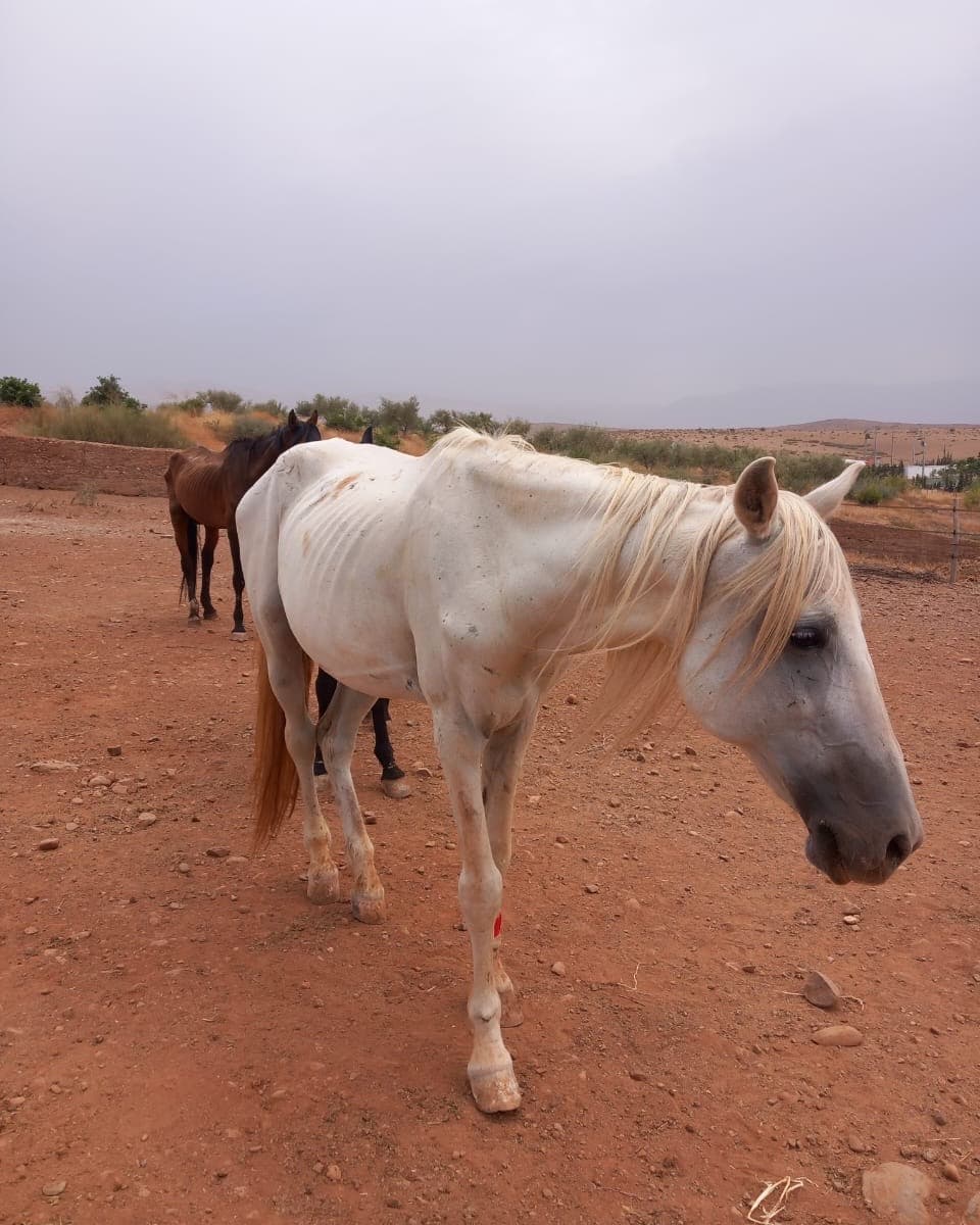 Laurel walking across the open ground at Jarjeer with the herd behind him