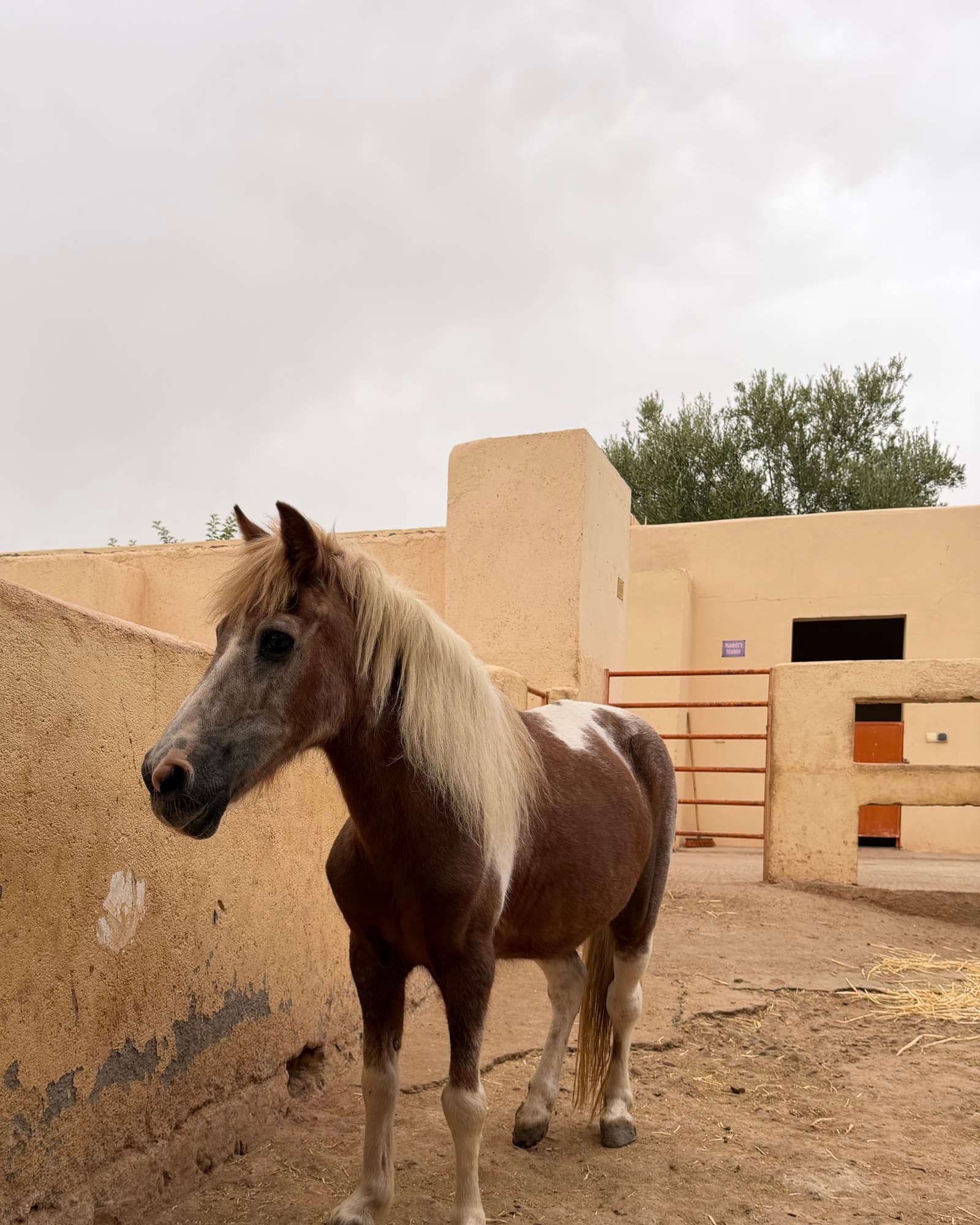 Stella standing at her spot along the yard wall at Jarjeer, mane over her face, watching the herd