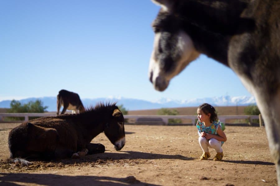 A young girl crouching to meet a resting donkey at Jarjeer, with a curious mule nearby
