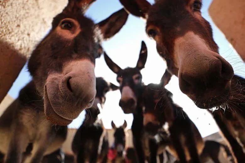 Donkeys curiously nosing the camera at Jarjeer